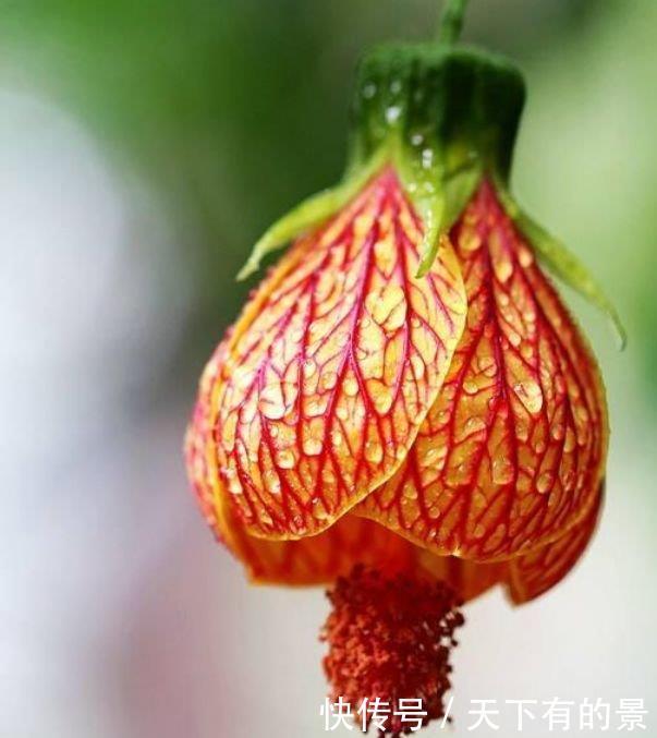 3种花养家里,花开富贵华丽,多姿多彩,南北方都可养!