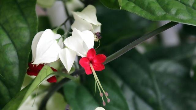 养花施肥多麻烦!浇花水兑“养花宝”,实用又有效!