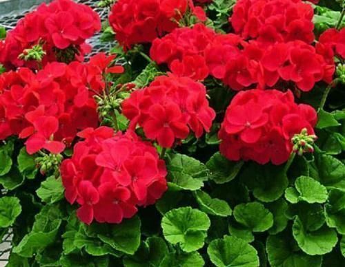 养花有讲究,有几种种花,不能在室内养,会影响健康