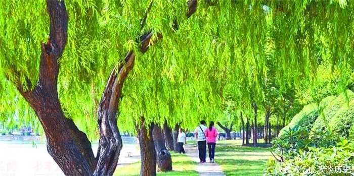 杨树|俗语:“生不睡柳,死不睡杨”,背后的科学道理你们知道吗?