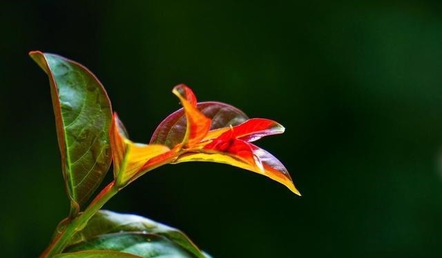 做人|做人应知行止,知进退