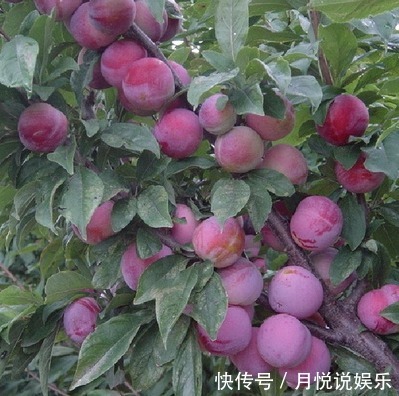 猕猴桃|不骗你,路上碰见这种树苗,多挖几颗回家种,来年就换宝马