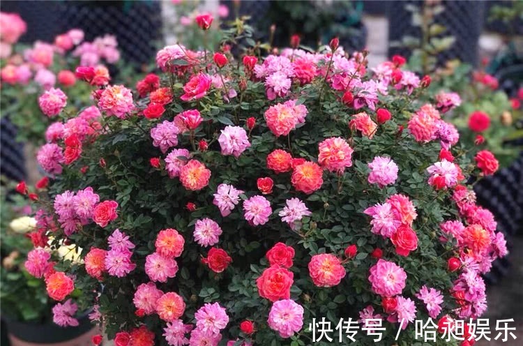 养月季,协调好3地方,月季越长越旺盛,一年四季花开不断!