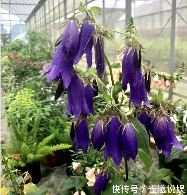 植植物界的战斗机，耐寒耐贫瘠，花朵如风铃，皮实好养的小仙女！