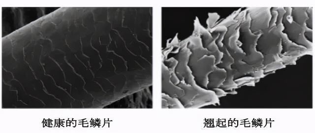 听说硅油是头发的“杀手”？扒一扒洗发水中硅油的真相