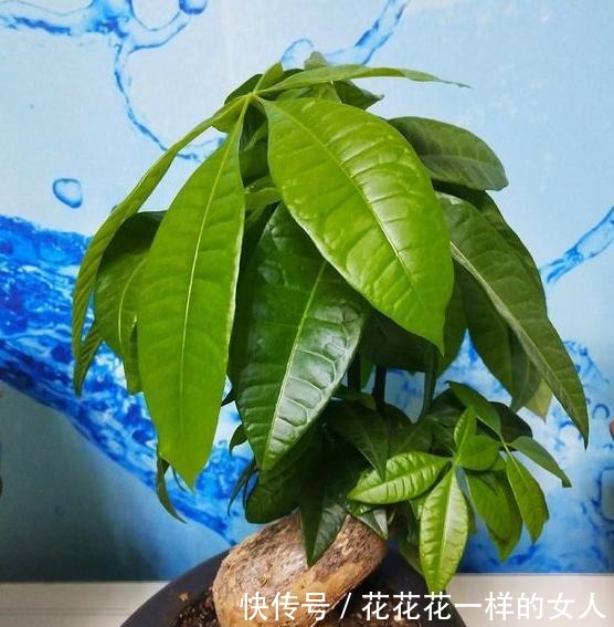 发财树最爱喝“2种水”,每月浇一点,叶片不发黄,绿得冒油光