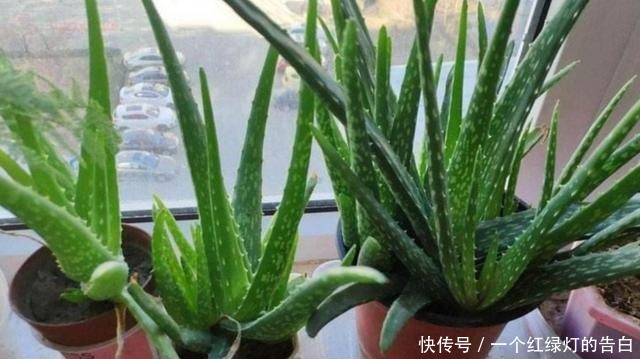 室内养6种植物,能净化空气环境,点缀家居、有益健康!