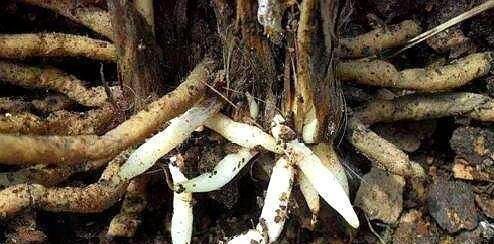 君子兰不见长、不开花“2种料”扔盆里,新芽多,一年开花2次