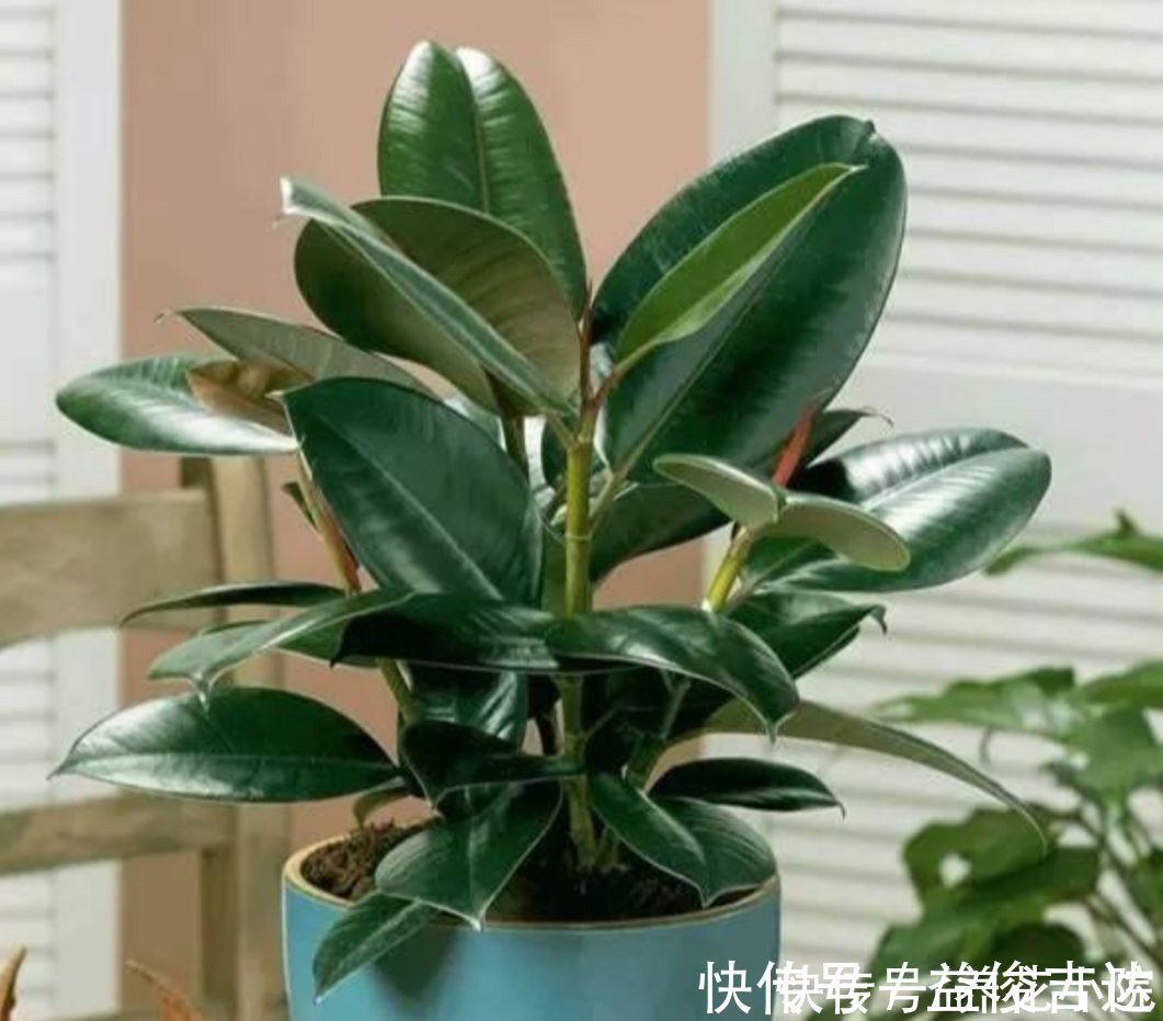 漂亮|8种漂亮的绿色植物，只观叶不看花，养在室内空气好