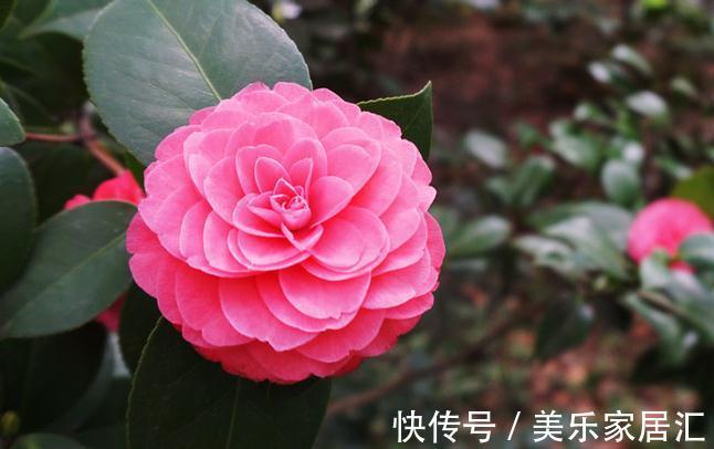 山茶花怕这4件事,学会这些基础知识,轻轻松松能养好