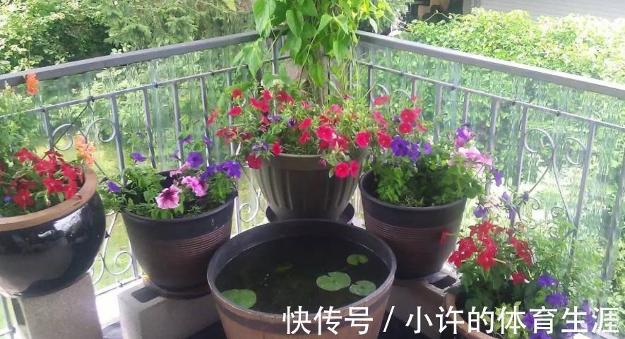 栽植株|家中该常备这种磷钾肥,养花能催花,盆栽则可改变土壤酸碱性