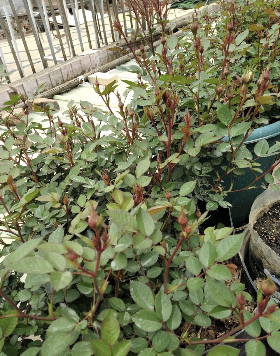 花盆|9月养月季,从3个方面“下功夫”,新芽往外窜、10月就开花