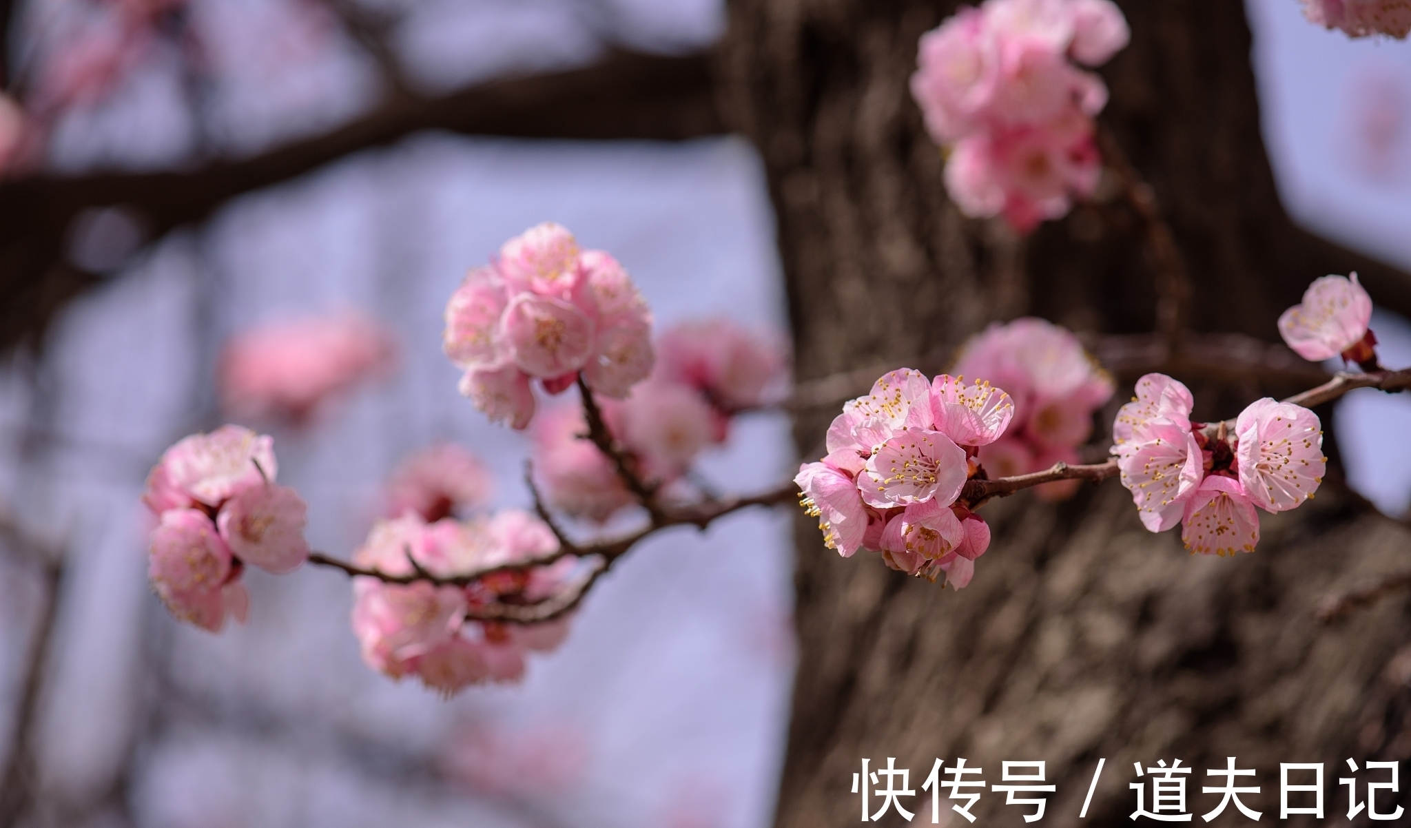 五言律诗#宋诗精华五首,其中一首是北宋杰出词人晏几道的作品,希望您喜欢