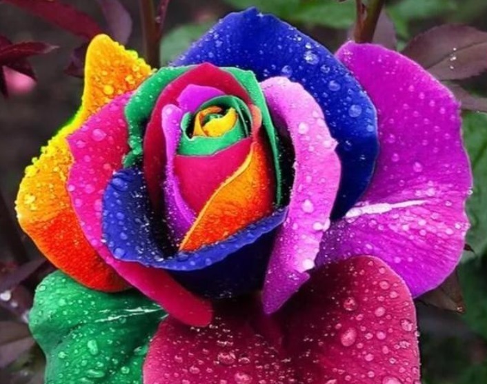 “4种花”美的出奇,不仅花好看,名字也好听,尤其第2种!