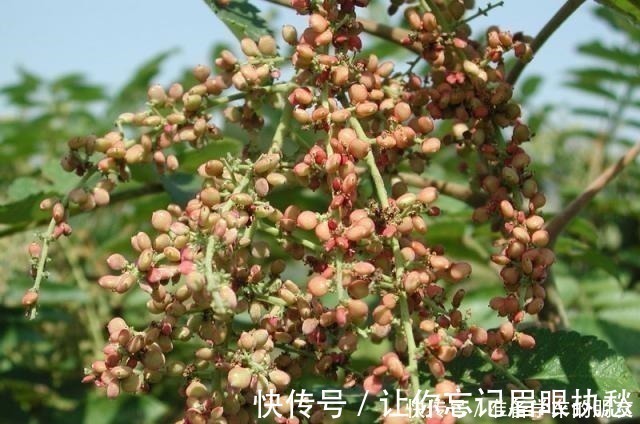 小虫子|一种野果切开满是“虫子”,以前当宝、现在当害草,不料价比珍珠!