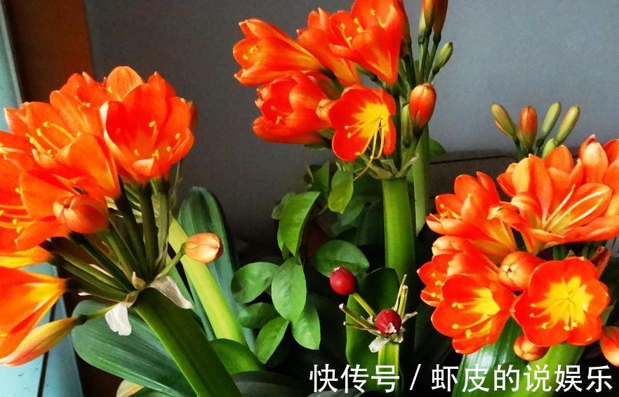 君子兰怎么发根,老花农教你三招,简单方便实用