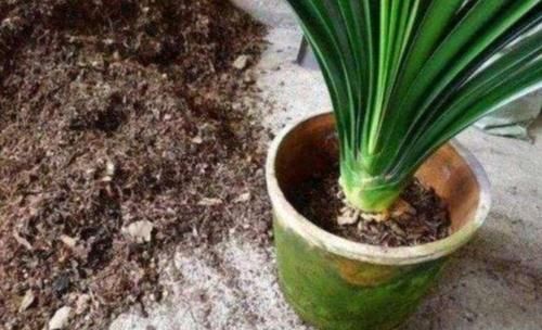 为花卉换盆，少做这2件事，等于白忙活