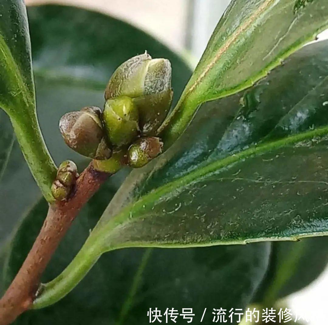 君子兰|8种花夏天不能买,买回来就死,白浪费钱