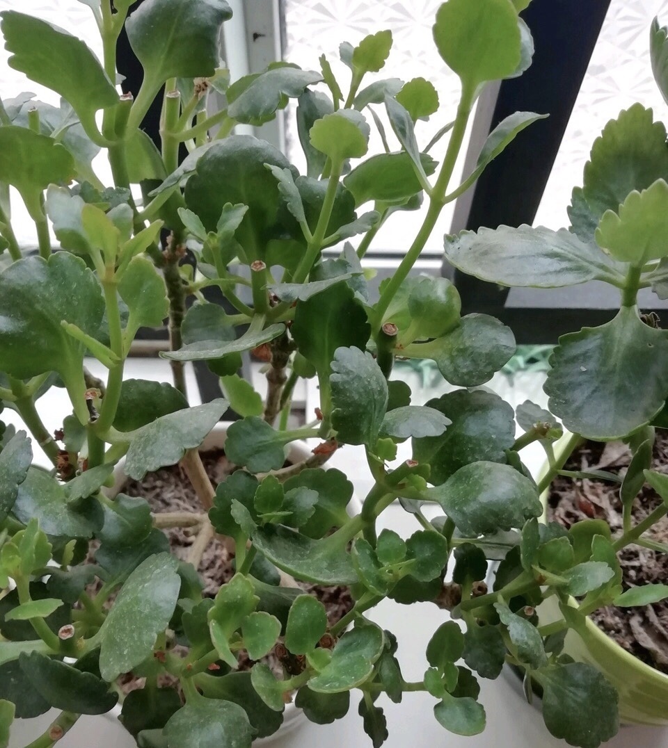 粗壮|长寿花越养“越瘦”怎么办教你3字口诀,1年变老桩,开成花球