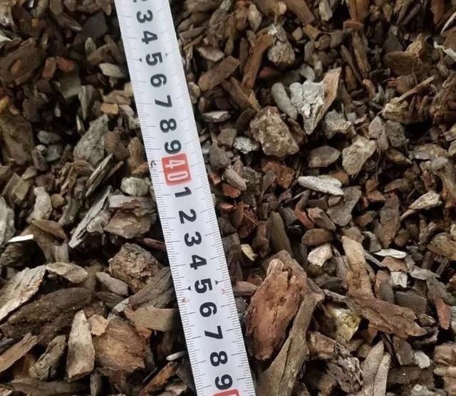 王叔养的君子兰,“壮如牛”,原来用了“老3样”,花大色艳!