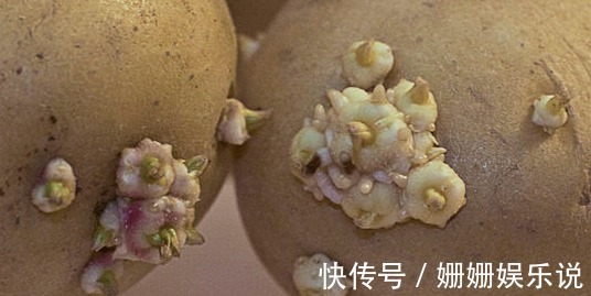 如何用一个塑料袋种植土豆想吃新鲜有机土豆的进来