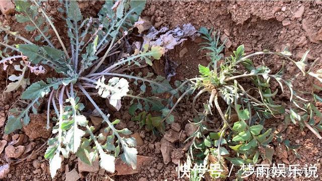 春风十里|挖错荠菜等于吃草,这些“假荠菜”你确定都认识吗