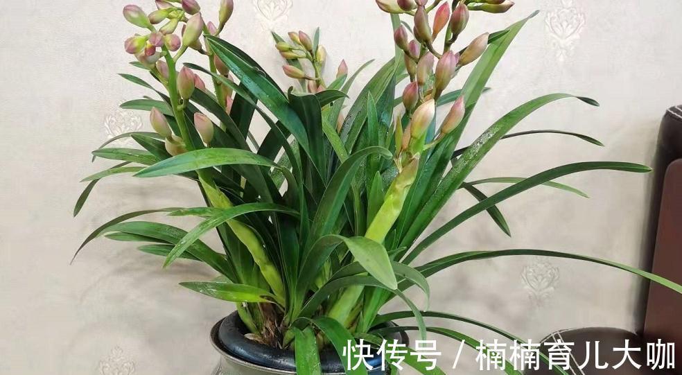 兰花缺“肥”会出现的症状,早点知道才能早“下药”,救命!