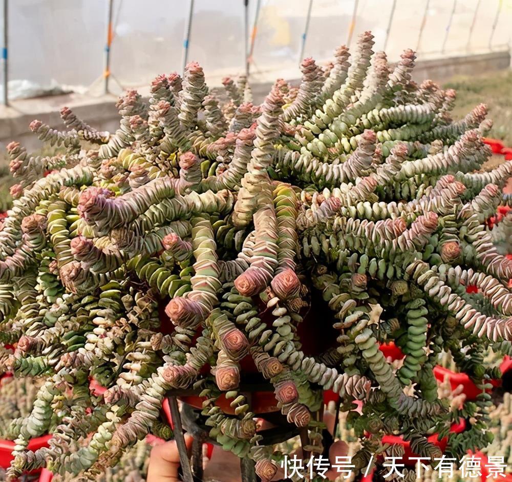 白牡丹|夏天喜欢养多肉，推荐5个皮实好养的品种，35℃照样生机勃勃