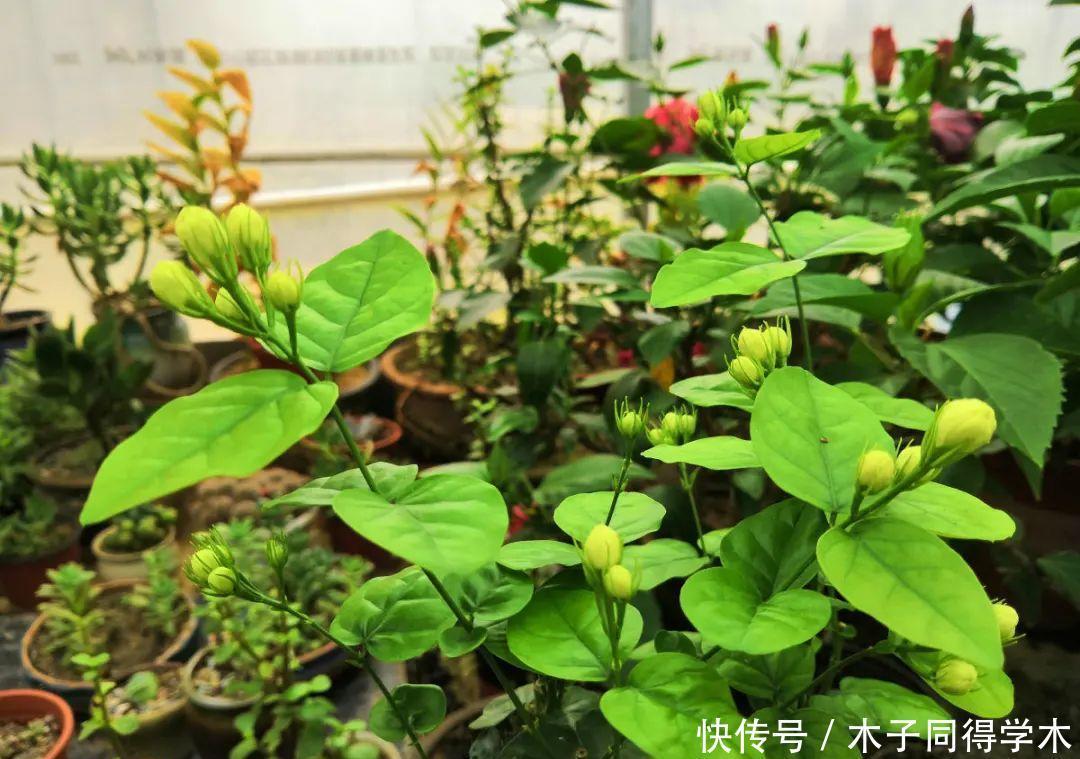 马上进入花期的花,10天一次肥,下个月就开花