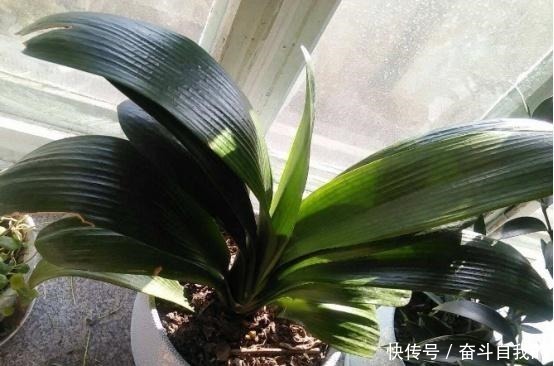 君子兰不好养用上“这2种药片”,新芽呼呼冒,花开爆盆!