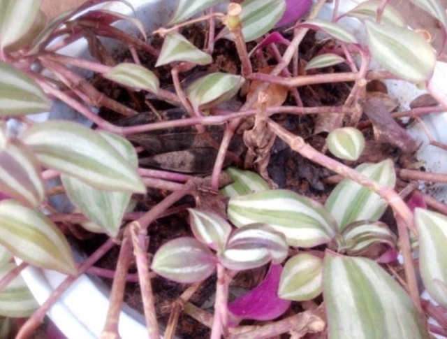 绿植|家中常见绿植是“药材”,清热解毒效果极好,可惜人们不懂