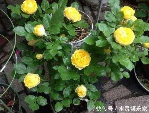 花蕾|养月季和蔷薇如何培养高颜值注意3个问题,个个满树繁花