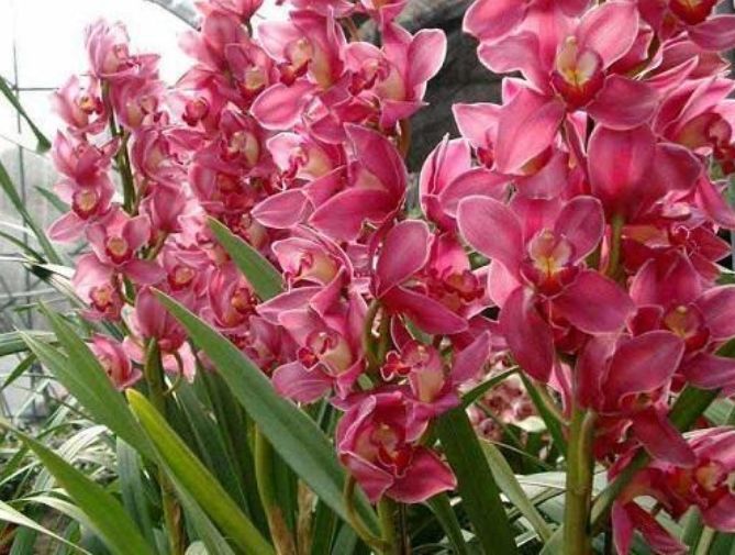 马樱丹|从6月5日开始，家养此款花卉，耐晒又耐热，花开满枝头