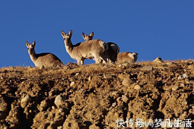 雪山|中尼边境发现2个世外农村，一个在8k米雪山下，一个在佩枯措边