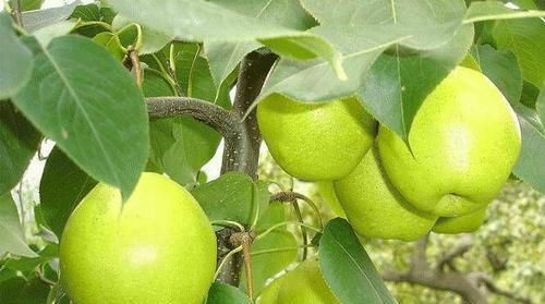 春季養(yǎng)生正當(dāng)時(shí)，推薦幾種食物，能夠增強(qiáng)食欲，改善睡眠