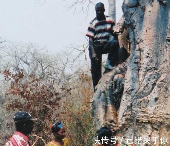 一棵树|非洲“千年古树”猴面包树，供人们吃喝住，为什么活不过21世纪？