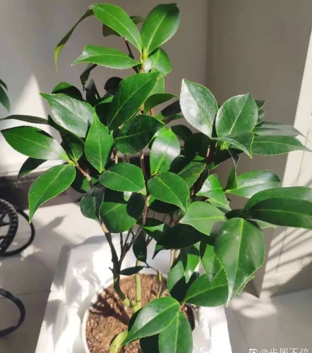 蝴蝶兰开花不是一次性,花后剪一剪,还能继续开花