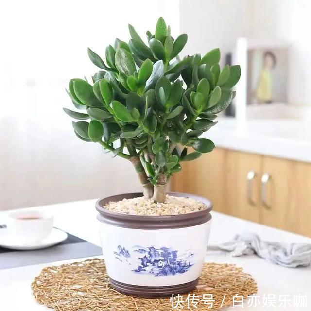 客厅|客厅养花就选这六种,寿命长、寓意好,省心又好养,你家养了几种