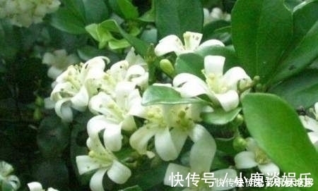 满屋|家中不要乱养花，此花号称“天下第一香”，阳台种两盆，满屋飘香