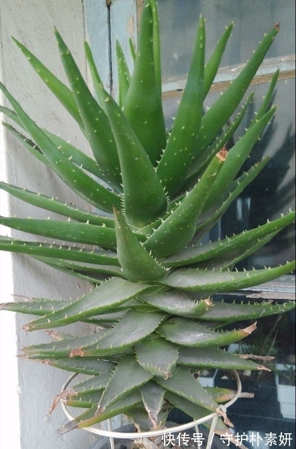 6种花冬天“虐着养”,越虐越漂亮,小盆大太阳,长势更喜人