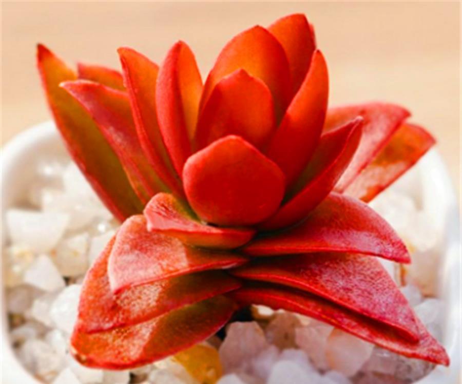 6种适合养在家里的普货之王，造型独特颜色绚丽，养成老桩颜值高