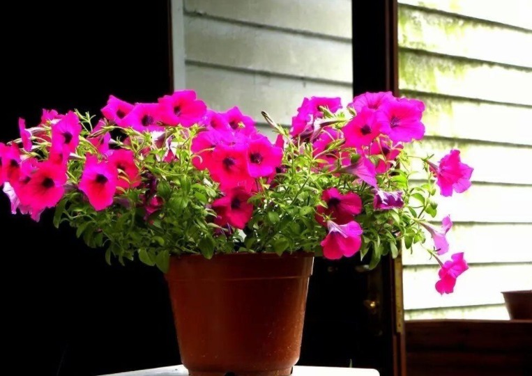 茶叶不能拿来养花，全扔了，真傻！一加工制肥，啥植物都能用