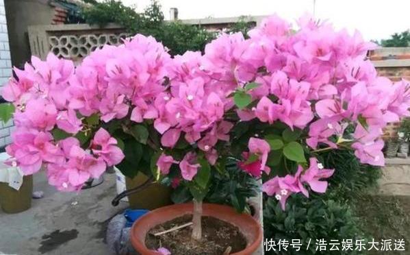 早秋,盆栽三角梅开花数量少了、个头小了怎么办抓牢4点足以