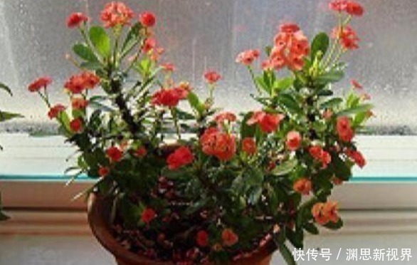 废油|什么水果皮、黄豆水都不如“它”，盆里埋1勺，一年都不用施肥