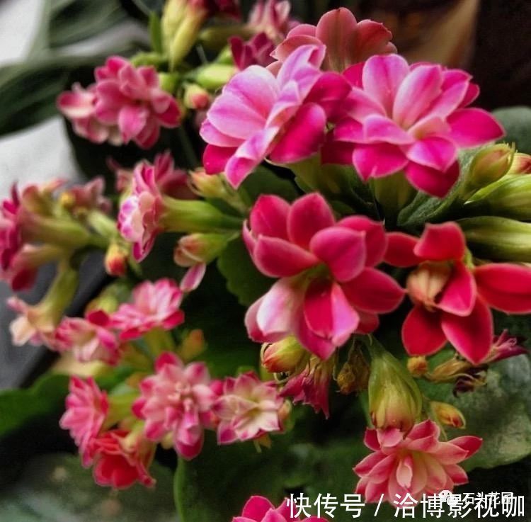 植株|长寿花“开久点”,学会2个窍门,花朵鲜艳,花期长达半个月