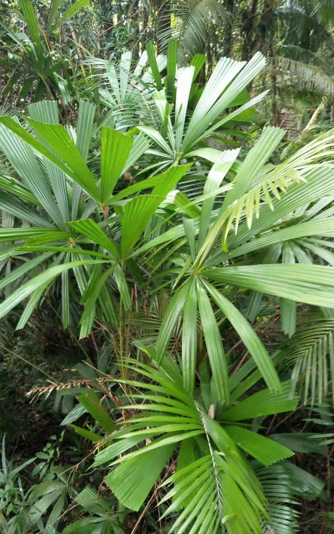 品尝|有的人喝茶为了解渴，有的人则是品尝不同茶叶冲泡出的味道