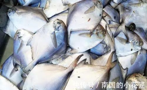 脂肪含量|三伏天,再节约也要多吃这“伏天5鲜”,应季而食,全家顺利过伏