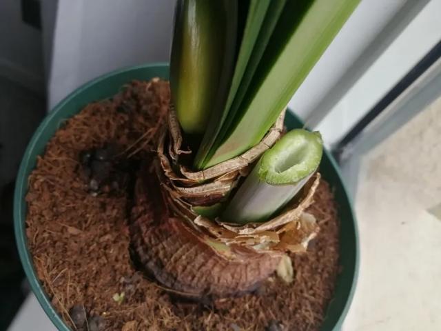 养花技巧这花不是一次性,开完别扔,还能再养7、8年