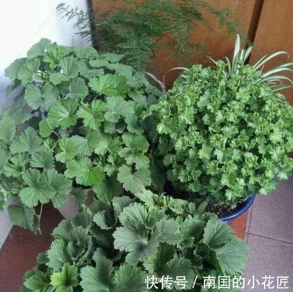 此6种漂亮花儿 遇土即活 一年四季常开花 花朵多 轻松养爆盆 粉紫色