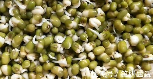 发豆芽|豆芽不用出门买，教你在家发，4天就能吃，又粗又壮好吃更安全